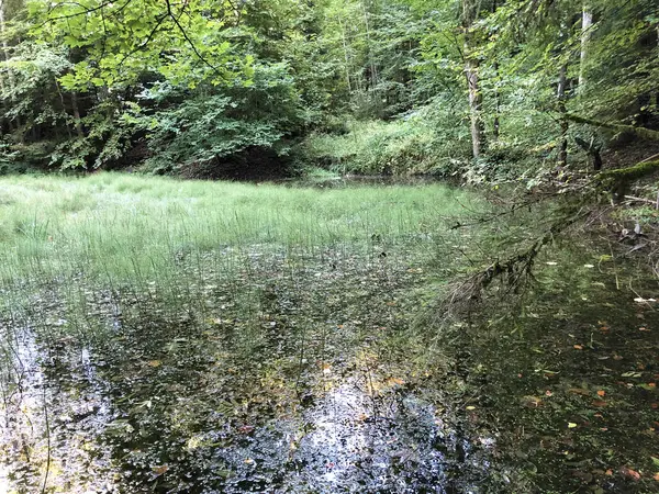 Lago Altmannenweier Altmannenweiher Estanque Tres Estanques Área Recreación Das Naherholungsgebiet — Foto de Stock