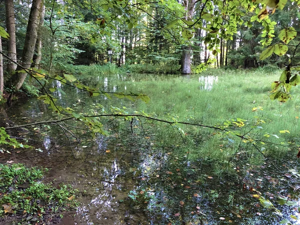 Lago Altmannenweier Altmannenweiher Estanque Tres Estanques Área Recreación Das Naherholungsgebiet — Foto de Stock