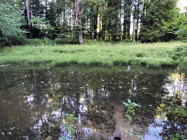 Lake Altmannenweier Altmannenweiher Pond Three Ponds Recreation Area Das Naherholungsgebiet — Stock Photo, Image