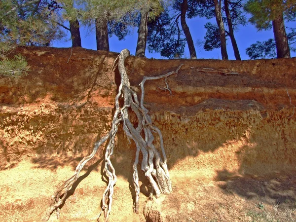Naturalna Warstwa Gleby Korzenie Sosny Wzdłuż Wybrzeża Filip Jakov Chorwacja — Zdjęcie stockowe