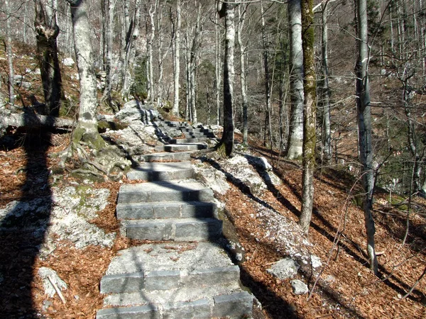 Sentier Randonnée Vers Savica Sava Bohinjka Parc National Triglav Ukanc — Photo