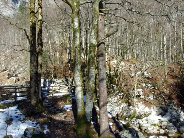 Διαδρομή Πεζοπορίας Προς Τον Ποταμό Savica Sava Bohinjka Εθνικό Πάρκο — Φωτογραφία Αρχείου