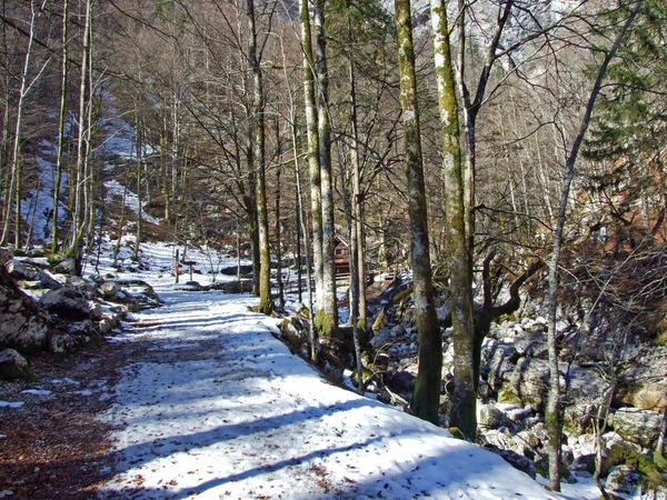 Trilha Caminhada Direção Savica Rio Sava Bohinjka Parque Nacional Triglav — Fotografia de Stock