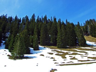 An idyllic snow fairy tale in the early spring at the foot of the Churfirsten Alpine Range, Wildhaus - Canton of St. Gallen, Switzerland