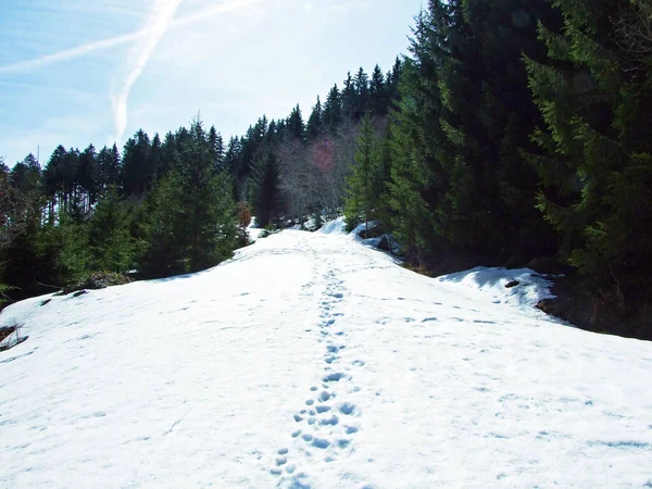 Sentiers Pédestres Pédestres Sur Les Flancs Alpstein Dans Vallée Thur — Photo