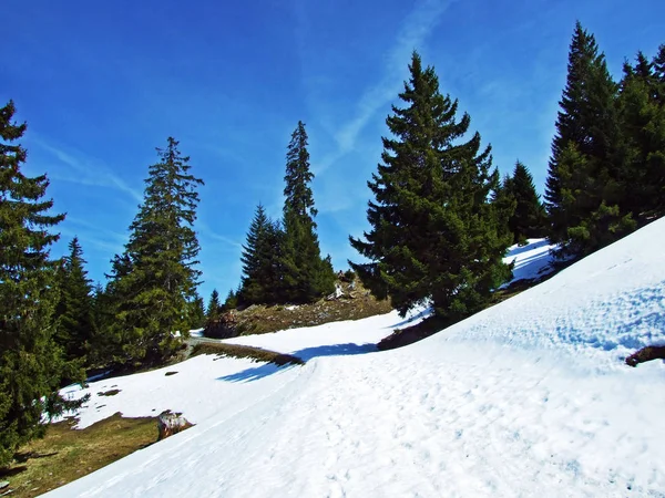 Idyllic Snow Fairy Tale Early Spring Foot Churfirsten Alpine Range — 图库照片