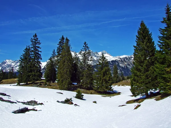 Idylická Sněhová Pohádka Jaře Úpatí Churfirstenského Pohoří Wildhaus Kanton Gallena — Stock fotografie