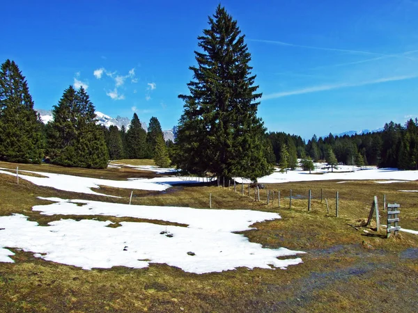 Alpenweiden Weiden Hellingen Van Het Churfirsten Gebergte Het Thur Dal — Stockfoto