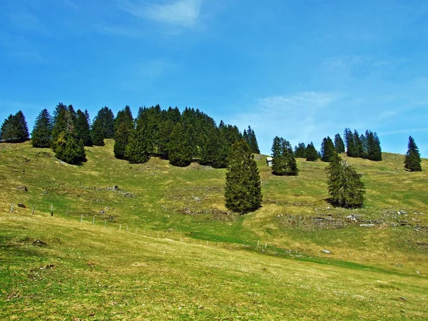 瑞士St Gallen州 Wildhaus Churfirsten山脉和Thur河流域斜坡上的高山牧场和草地 — 图库照片