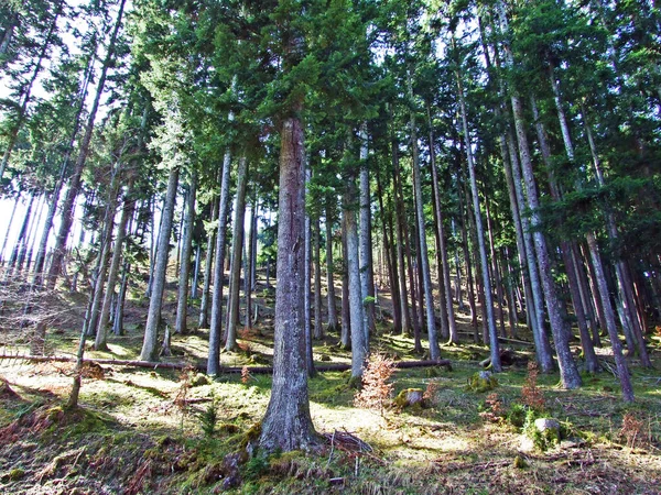 Forêts Mixtes Arbres Éclaircis Sur Les Pentes Chaîne Montagnes Churfirsten — Photo