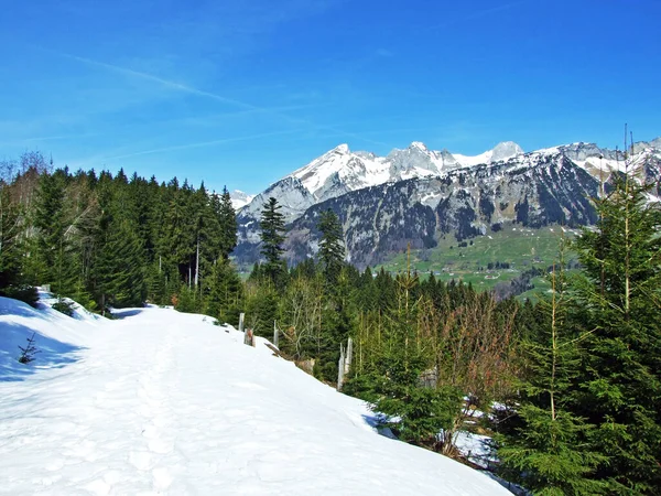 Mischwälder Und Ausgelichtete Bäume Den Hängen Der Churfirsten Und Thurtal — Stockfoto