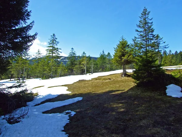 Mixed Forests Thinned Out Trees Slopes Churfirsten Mountain Range River — Stock Photo, Image