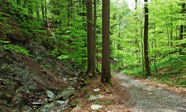Thur nehir vadisinde ve Obertoggenburg bölgesinde, Unterwasser - St. Gallen Kantonu, İsviçre