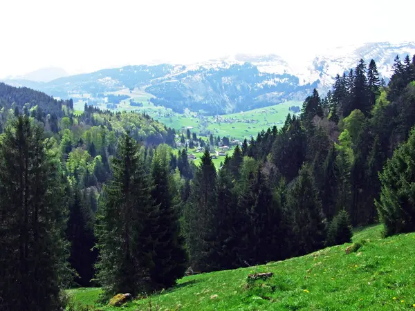 混合林とアルプシュタイン山脈の斜面や川の中の木を間伐Thur谷 Unterwasser カントン セント ガレン スイス — ストック写真
