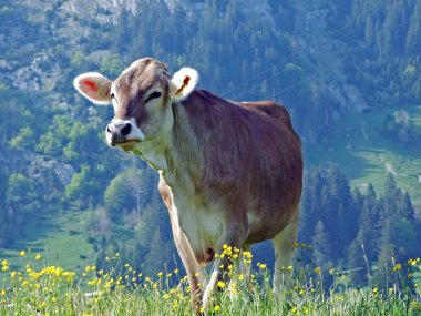Alpstein dağlarının yamaçlarındaki inekler ve verimli Ren nehri vadisi (Rheintal), Gams - İsviçre 'nin St. Gallen Kantonu