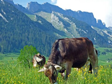 Alpstein dağlarının yamaçlarındaki inekler ve verimli Ren nehri vadisi (Rheintal), Gams - İsviçre 'nin St. Gallen Kantonu