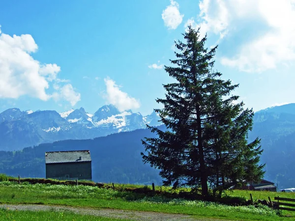 Geleneksel Mimari Çiftlik Evleri Alpstein Yamaçlarında Ren Vadisi Nde Rheintal — Stok fotoğraf