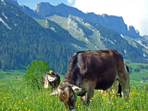 Koeien Almen Van Alpsteinse Bergketen Het Vruchtbare Rijndal Rheintal Gams — Stockfoto