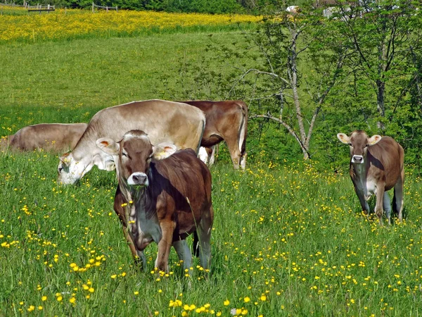 Cows Pastures Slopes Alpstein Mountain Range Fertile Rhine River Valley — Stock Photo, Image