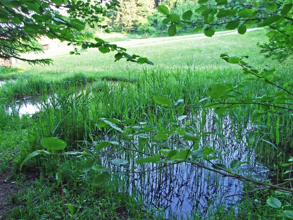 Estanque Artificial Con Una Presa Mini Pantanos Arroyo Grabserbach Grabs — Foto de Stock