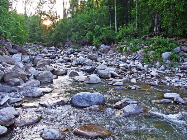 Ein Künstlicher Teich Mit Staudamm Und Mini Sümpfen Grabserbach Schnappt — Stockfoto