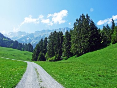 Alpstein 'in yamaçlarında ve Ren Vadisi' nde (Rheintal), Gams - St. Gallen Kantonu, İsviçre