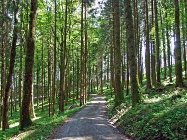 Alpstein 'in yamaçlarında ve Ren Vadisi' nde (Rheintal), Gams - St. Gallen Kantonu, İsviçre