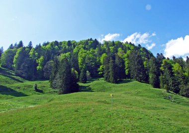 Karışık ormanlar ve seyreltilmiş ağaçlar Alpstein dağlarının yamaçlarında ve Ren Vadisi 'nde (Rheintal), Gam' de - St. Gallen, İsviçre Kantonu