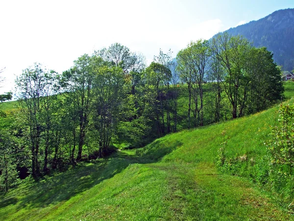 瑞士圣加仑州甘斯省Alpstein山脉和莱茵河谷 莱茵塔尔 山坡上的混交林和砍倒的树木 — 图库照片