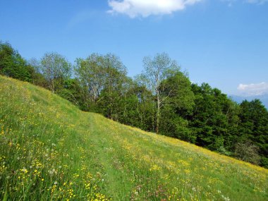 Alpstein dağlarının yamaçlarında ve Ren Vadisi 'nde (Rheintal) ve İsviçre' nin St. Gallen Kantonu 'nda otlaklar ve çayırlar.