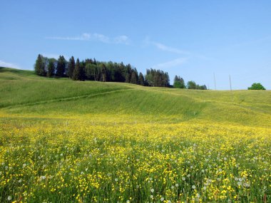 Alpstein dağlarının yamaçlarında ve Ren Vadisi 'nde (Rheintal) ve İsviçre' nin St. Gallen Kantonu 'nda otlaklar ve çayırlar.