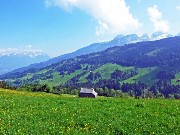 Alpské Pastviny Louky Svazích Pohoří Alpstein Údolí Rýna Rheintal Gams — Stock fotografie