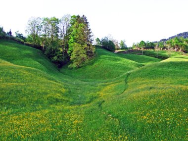 Thur Nehri vadisinde ve Obertoggenburg bölgesinde yer alan Alp otlakları ve çayırlar, Nesslau - İsviçre, St. Gallen Kantonu