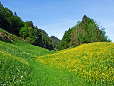 Thur Nehri vadisinde ve Obertoggenburg bölgesinde yer alan Alp otlakları ve çayırlar, Nesslau - İsviçre, St. Gallen Kantonu