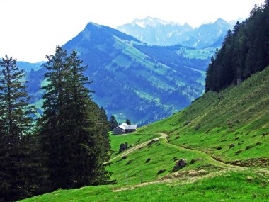 Thur Nehri vadisinde ve Obertoggenburg bölgesinde yer alan Alp otlakları ve çayırlar, Nesslau - İsviçre, St. Gallen Kantonu