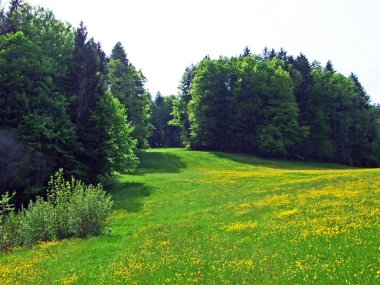 Thur Nehri vadisinde ve Obertoggenburg bölgesinde yer alan Alp otlakları ve çayırlar, Nesslau - İsviçre, St. Gallen Kantonu