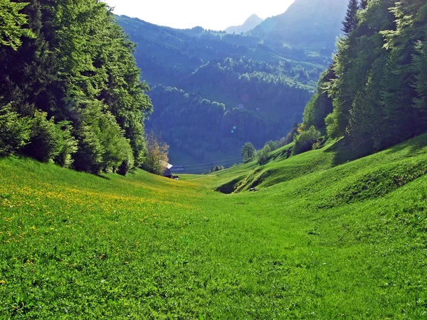Pascoli Alpini Prati Nella Valle Del Fiume Thur Nella Regione — Foto Stock