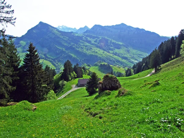 Alpesi Legelők Rétek Thur Folyó Völgyében Obertoggenburg Régióban Nesslau Szent — Stock Fotó