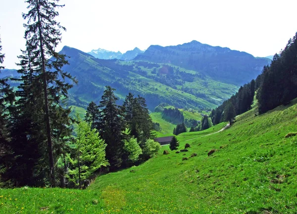 Alpine Pastures Meadows Thur River Valley Obertoggenburg Region Nesslau Canton — Stock Photo, Image