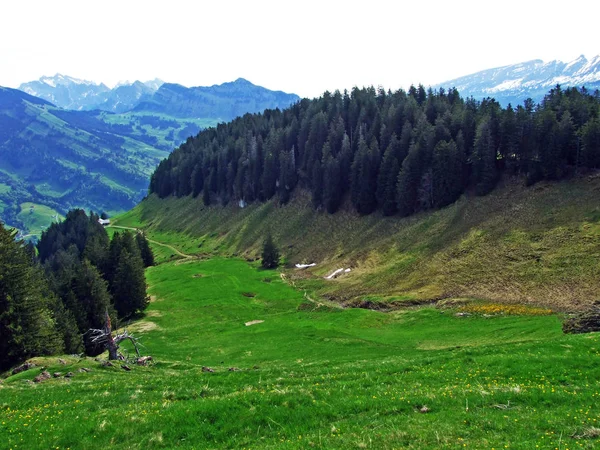 Alpské Pastviny Louky Údolí Řeky Thur Oblasti Obertoggenburg Nesslau Kanton — Stock fotografie