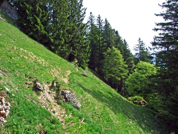 Alpejskie Pastwiska Łąki Dolinie Rzeki Thur Regionie Obertoggenburg Nesslau Kanton — Zdjęcie stockowe