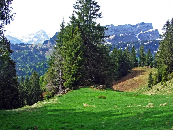 Alpina Betesmarker Och Ängar Thur River Valley Och Obertoggenburg Regionen — Stockfoto