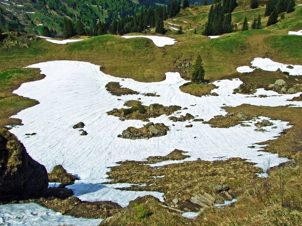 Thur Nehri Vadisinde Obertoggenburg Bölgesinde Yer Alan Alp Otlakları Çayırlar — Stok fotoğraf