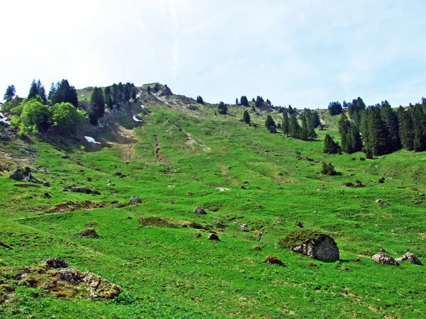 Pastagens Prados Alpinos Vale Rio Thur Região Obertoggenburg Nesslau Cantão — Fotografia de Stock