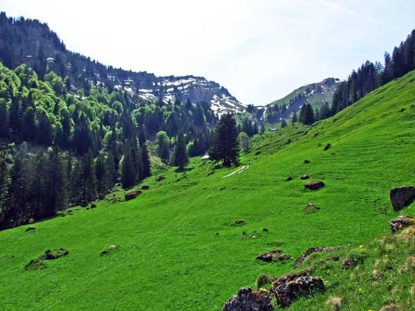 Alpejskie Pastwiska Łąki Dolinie Rzeki Thur Regionie Obertoggenburg Nesslau Kanton — Zdjęcie stockowe