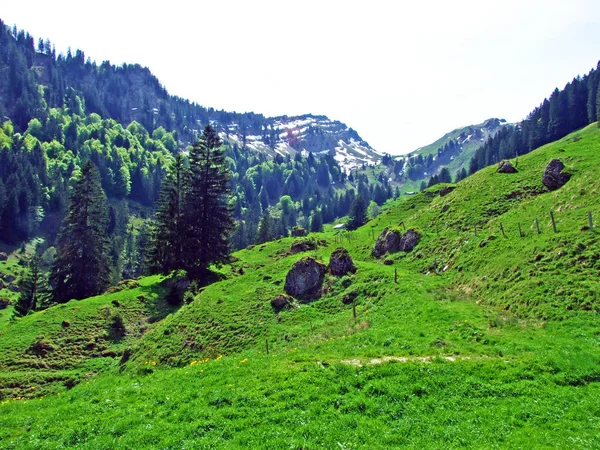 Alpské Pastviny Louky Údolí Řeky Thur Oblasti Obertoggenburg Nesslau Kanton — Stock fotografie