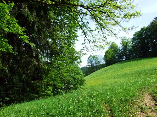 Alpine Pastures Meadows Thur River Valley Obertoggenburg Region Nesslau Canton — Stock Photo, Image