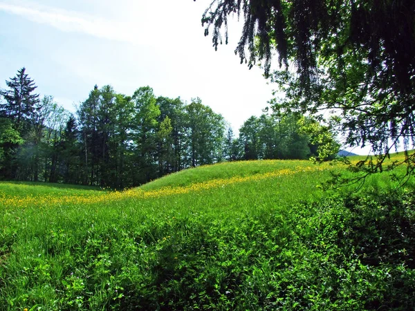 Almen Und Wiesen Thurtal Und Obertoggenburg Nesslau Kanton Gallen Schweiz — Stockfoto