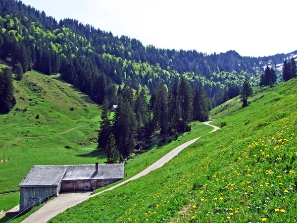 Chovy Dobytka Venkovská Architektura Údolí Řeky Thur Oblasti Obertoggenburg Nesslau — Stock fotografie