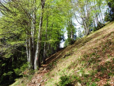 Churfirsten dağ sırasının yamaçlarında ve Obertoggenburg bölgesinde yürüyen ve işaretlenen yollar, Nesslau - İsviçre, St. Gallen Kantonu